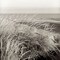 Tuscan Coast Dunes - 3 Poster Print by Alan Blaustein - Item # VARPDXABSH137